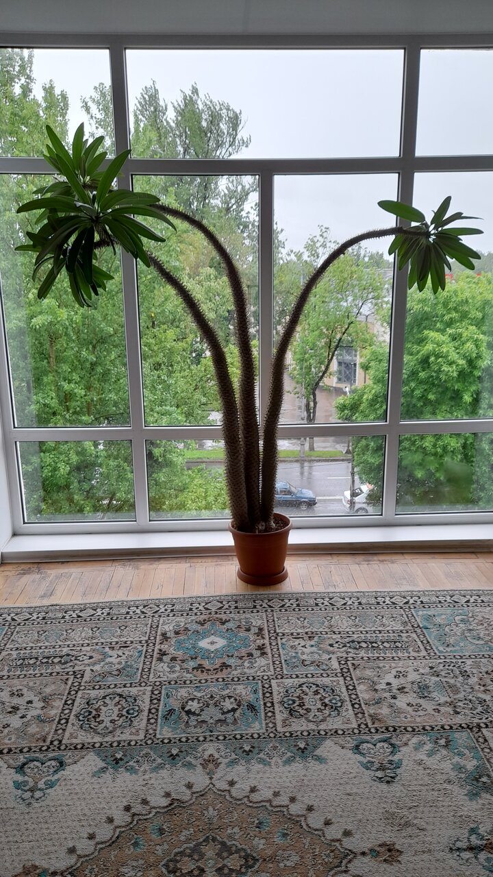 Гостиница Октябрьская Псков-174